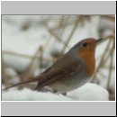 Erithacus rubecula - Rotkehlchen 06.jpg